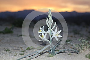 Desert Lily at Sunset