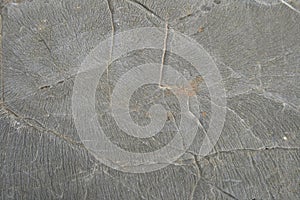 Desert limestone texture