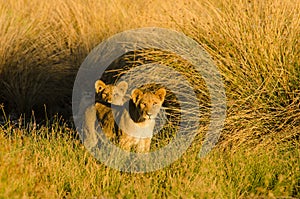 Desert Lion Cubs