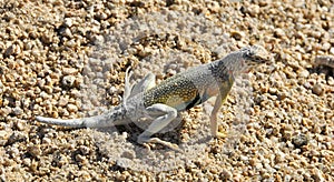 Desert Lizard