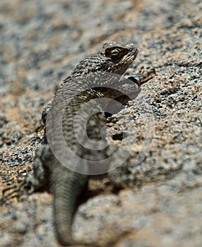 Desert Lizard City of Rocks New Mexico