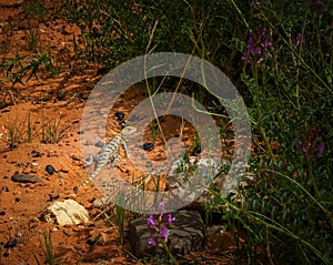 Desert Lizard in Mesa Az.