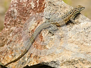 Desert Lizard on Rock