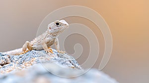 A Desert Lizard on Rock