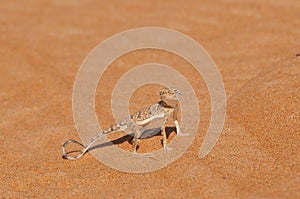 Desert Lizard photo