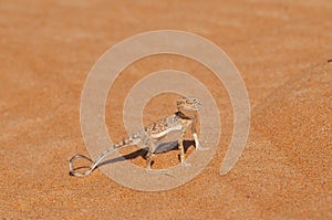 Desert Lizard