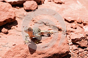 Desert lizard sunning of red rocks