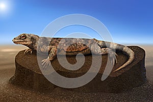 Desert Lizard warming on a rock - digital art