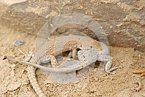 Desert lizards.