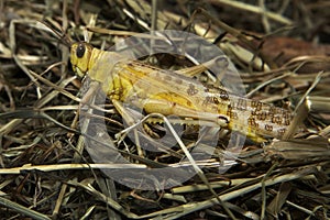 Desert Locust