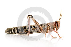 Desert locust - Schistocerca gregaria