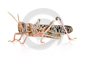 Desert locust - Schistocerca gregaria