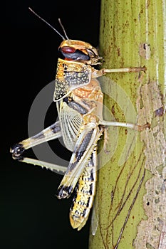 Desert Locust (Schistocerca Gregaria)