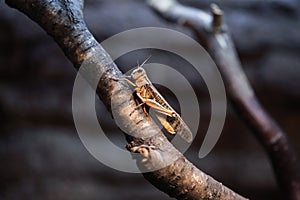 Desert locust (Schistocerca gregaria).