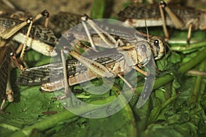 Desert locust (Schistocerca gregaria).