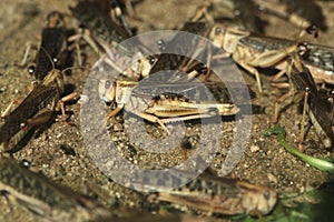 Desert locust (Schistocerca gregaria).