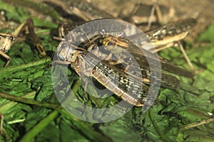 Desert locust (Schistocerca gregaria).