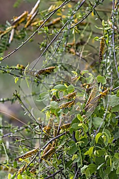 Desert Locusts eating lush new vegetation after drought breaking rains. It`s a swarming short-horned grasshopper,  Schistocerca photo