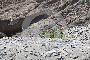 California Wildflower Series - Wild Desert Lupine - Lupinus sparsiflorus - Anza-Borrego Desert State Park photo