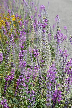 California Wildflower Series - Wild Desert Lupine - Lupinus sparsiflorus - Anza-Borrego Desert State Park photo
