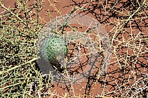 Desert melone - a rare plant and fruit of the desert