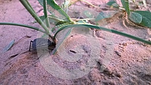 Desert monster in sand photo