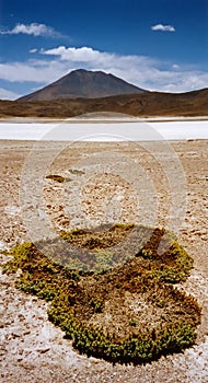 Desert moss Salar de Uyuni photo