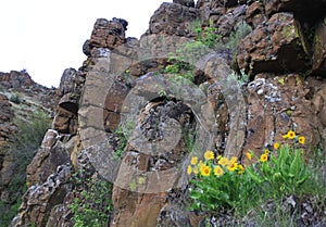 Desert Mountain Mules Ear Flower Bloom