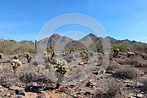 Desert, mountainous landscape with dry brush, Cholla and Saguaro Cacti in McDowell Sonoran Preserve