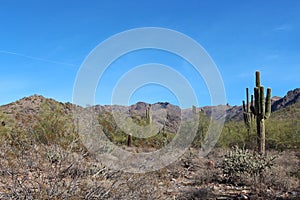 A desert, mountainous landscape filled with Cholla and Saguaro Cacti, Palo Verde Trees and scrub brush in AZ
