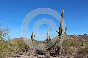 A desert, mountainous landscape filled with Saguaro Cacti, Palo Verde Trees and scrub brush on the Bajado Nature Trail