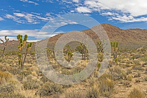 Desert Mountains Looming over the Desert Plains