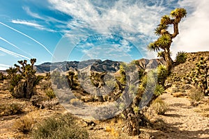 Desert nature and joshua tree in red rock canyon nevada