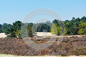 Desert nature landscapes in national park De Loonse en Drunense Duinen, North Brabant, Netherlands