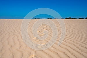 Desert nature landscapes in national park De Loonse en Drunense Duinen, North Brabant, Netherlands photo