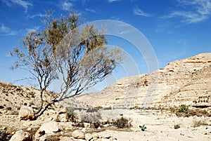 Desert Negev photo