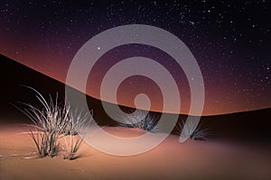 Desert night stars and plants