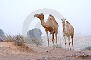 Desert nomads photo