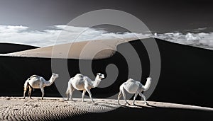 Desert Nomads: Camels Crossing Sand Dunes