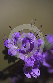 Desert notch leaf flower in Death Valley