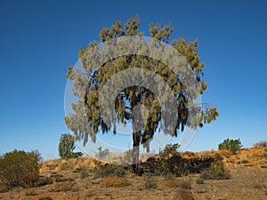 Desert Oak growing on outback Australia sand dune