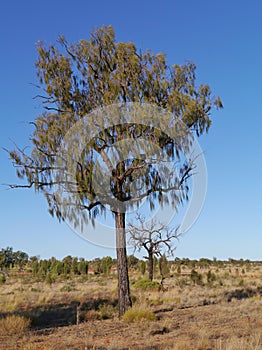 Desert oak in the outback of Australia
