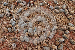 Desert Oak Seed Pods, Uluru photo