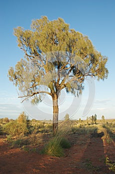Desert oak tree