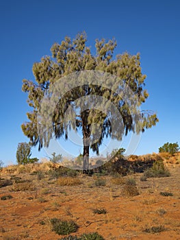 Desert Oak Tree on red sand dune in Central Australia