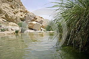 Desert oasis