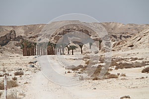 Desert Oasis in The Arava, South of Israel