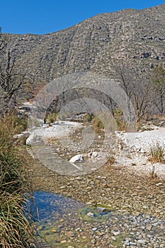 Desert Oasis in a Mountain Spring