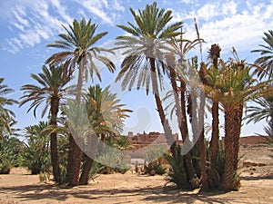 Desert oasis with palm tree