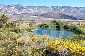 A Desert Oasis in the Sierra Nevada CA photo